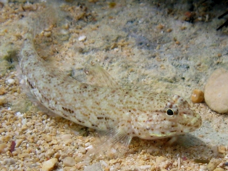 Gobius incognitus dalle Cicladi